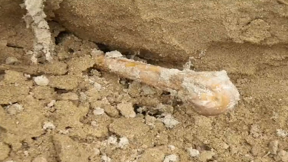 Tras el huracán, los lugareños se encontraron con un escenario macabro. Hueso en la arena