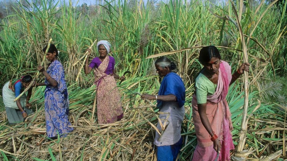 مزارعات هنديات في مزارع قصب السكر