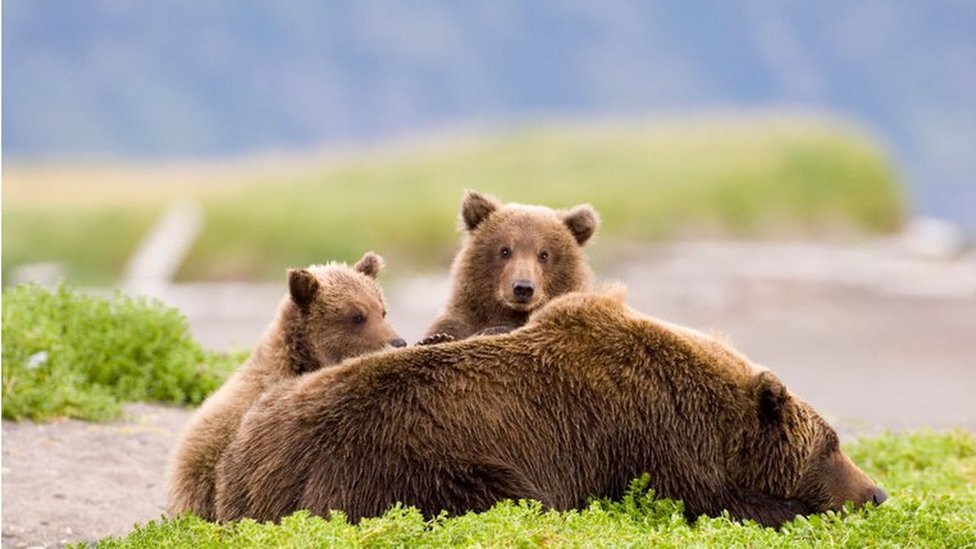 A female bear with two cubs at Katmai park