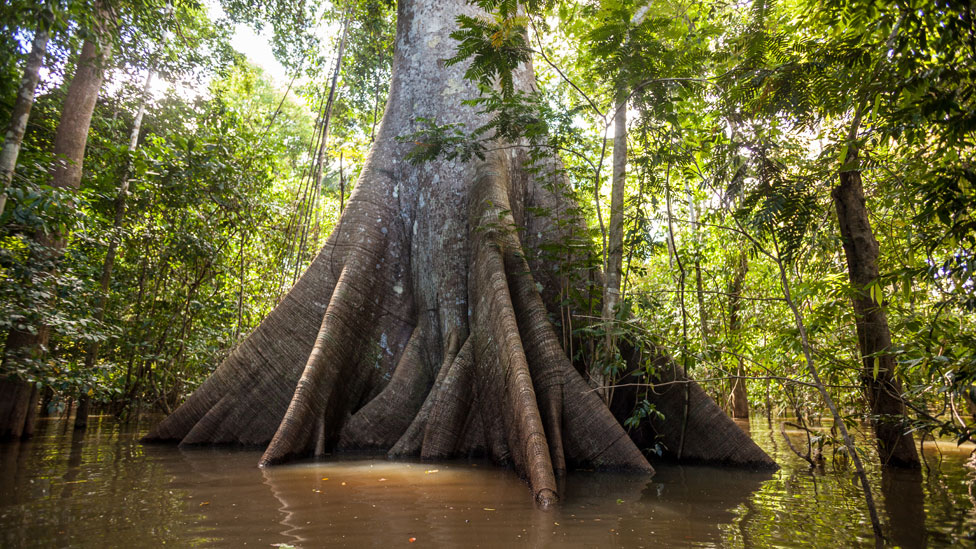 Árbol imponente con sus raíces en el agua en la Amazonía