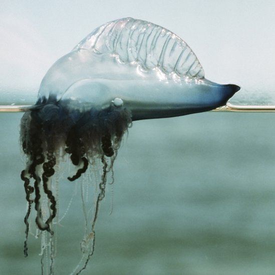 Su apariencia es bella, pero el dolor que produce su picadura es muy agudo. Medusa