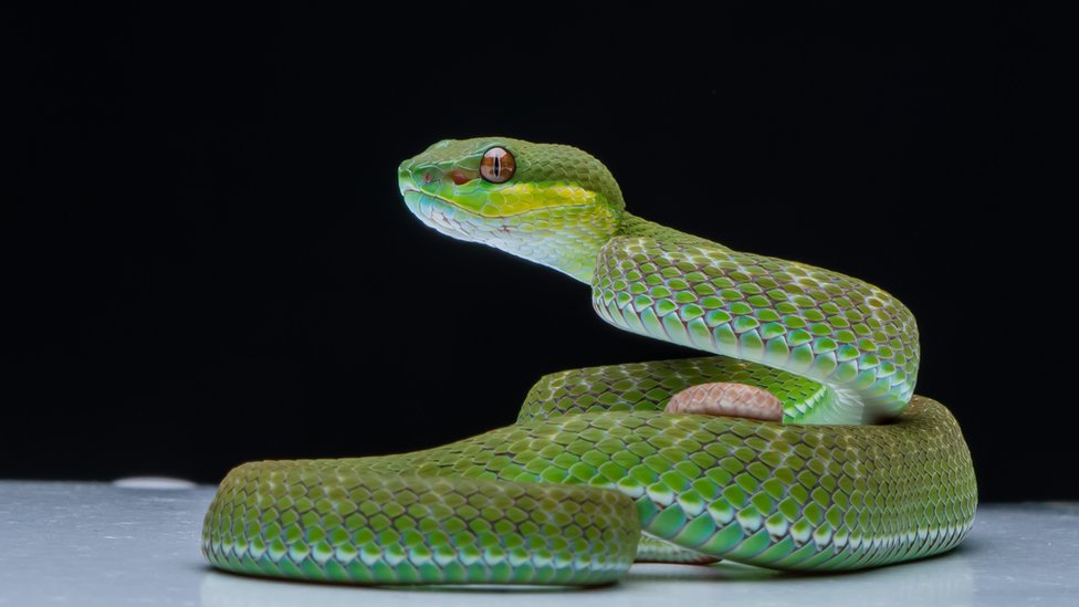 Zelena zmija