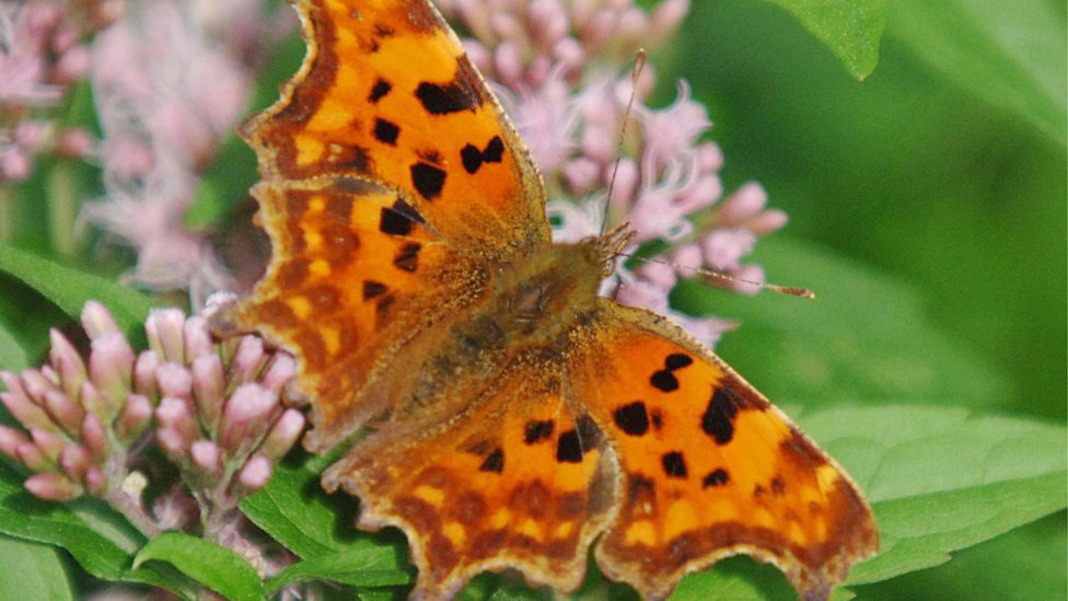 Big Butterfly Count Which Common Uk Species To Look For Bbc News