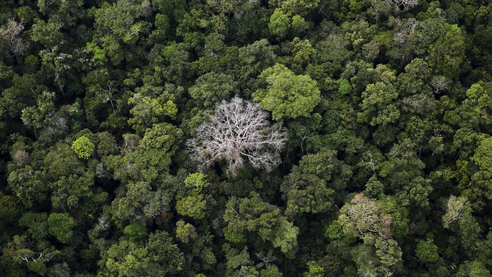 Вид с воздуха показывает тропический лес Амазонки в Национальном лесу Бом Футуро недалеко от Рио Пардо в Порту-Велью, штат Рондония, Бразилия, 3 сентября 2015 г.