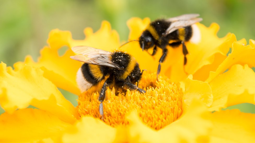 Climate stress is changing the physical shape of UK bumblebees