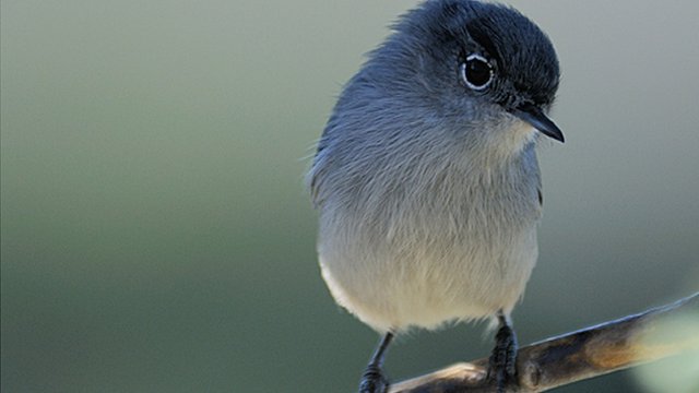 El pájaro que puede estar hasta 10 meses en el aire sin posarse - BBC News  Mundo