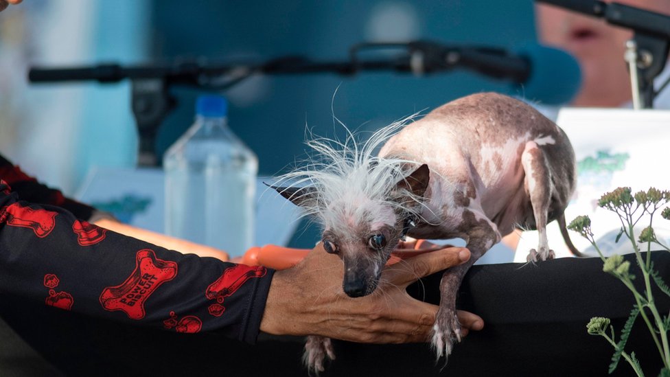 Rascal era otro de los 14 competidores de este año. Rascal in world's ugliest dog competition