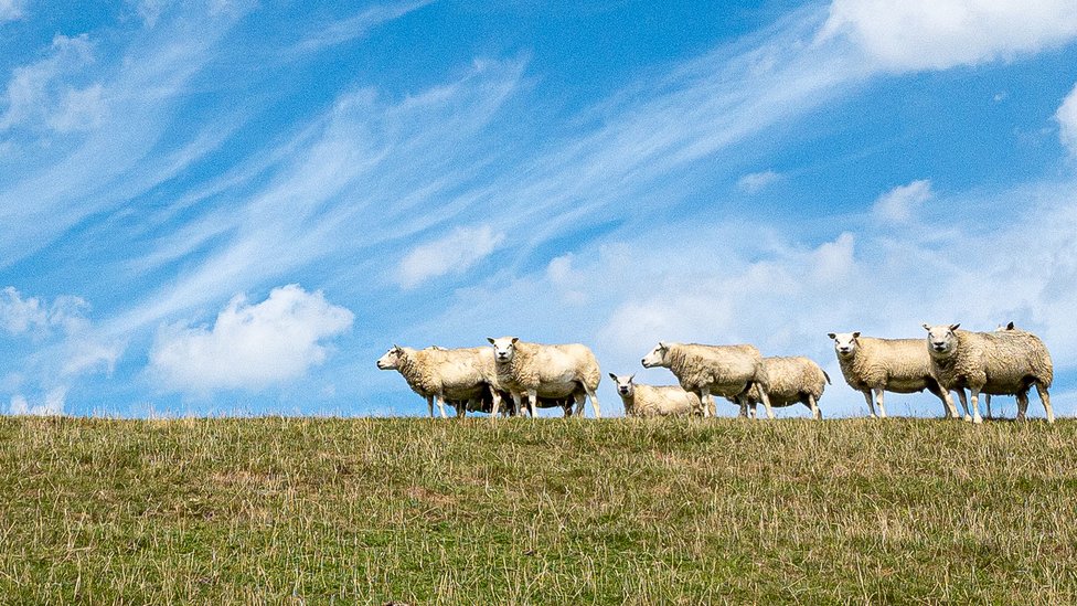 çayırda koyunlar