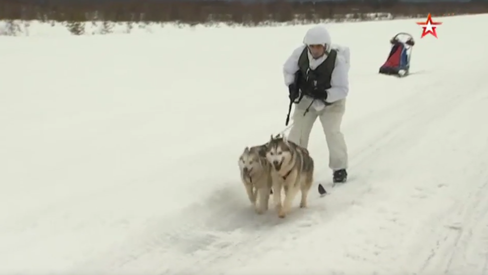 Husky dogs on military training, Russia, 2019