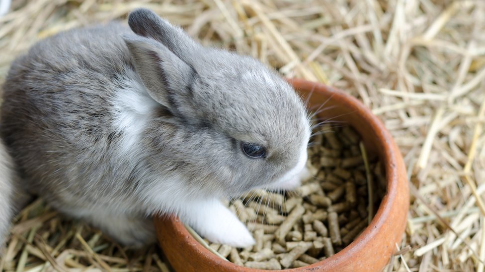 Кролик ест из миски