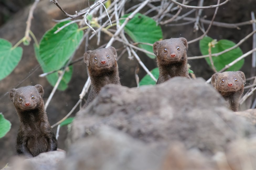 Four mongoose looking up with wide eyes