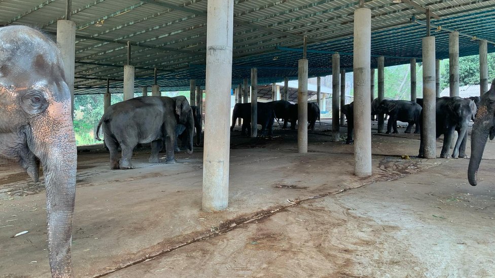 Лагерь катания на слонах в провинции Чиангмай