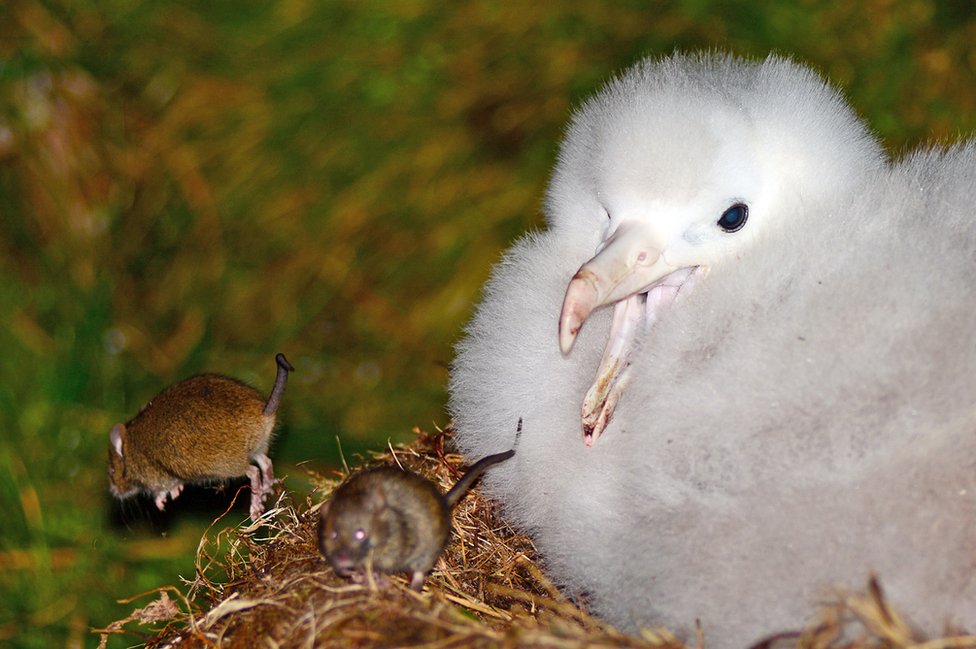 Мыши атакуют птенца альбатроса на острове Гоф в Южной Атлантике
