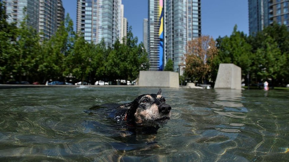 Un perro se refresca para apaciguar el impresionante calor. Ola de calor