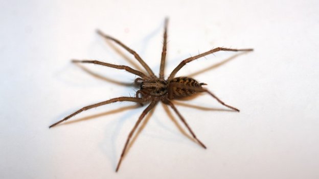 do house spiders hibernate