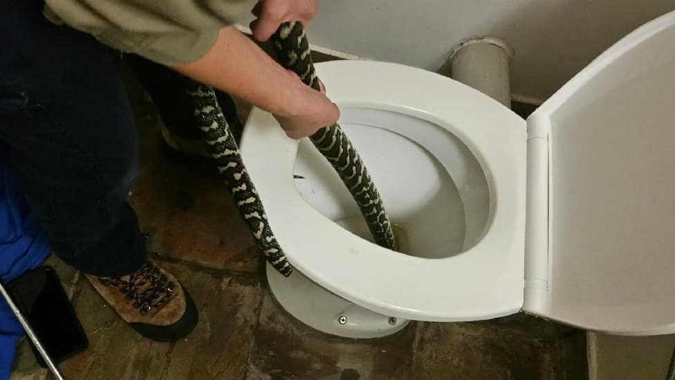 Australia: Thirsty snakes slither into toilets