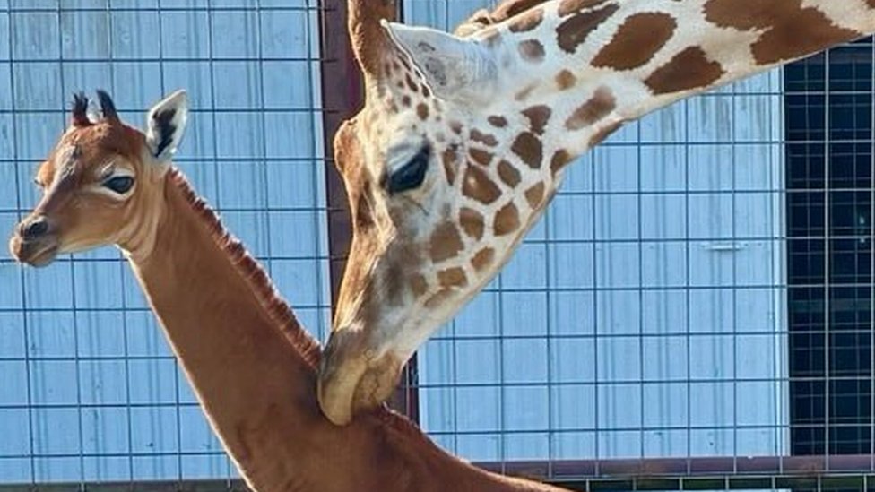 happy baby giraffe
