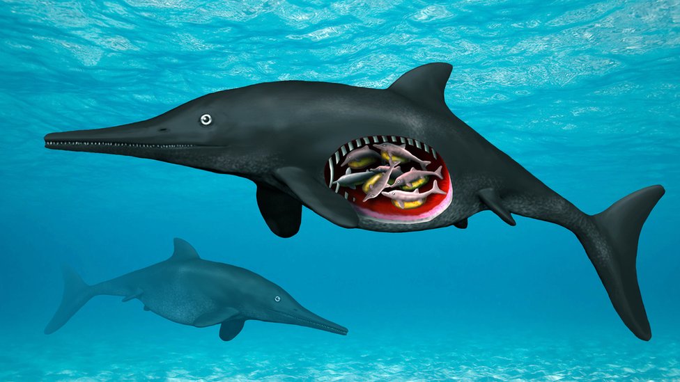 An illustration of the ichthyosaur
