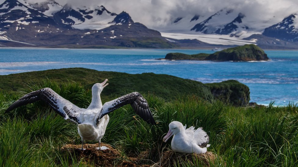 En la isla se llevaron a cabo varios operativos para eliminar a las ratas, que atacaban a los nidos de aves como los albatros. Albatros