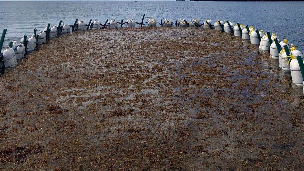 馬尾藻周圍安裝了防止海藻流散的浮標