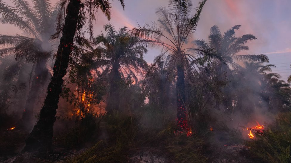 غالبا ما تُضرم النار في الغابات المطيرة في إندونيسيا وماليزيا لتطهير الأرض من أجل زراعة النخيل المنتج للزيت