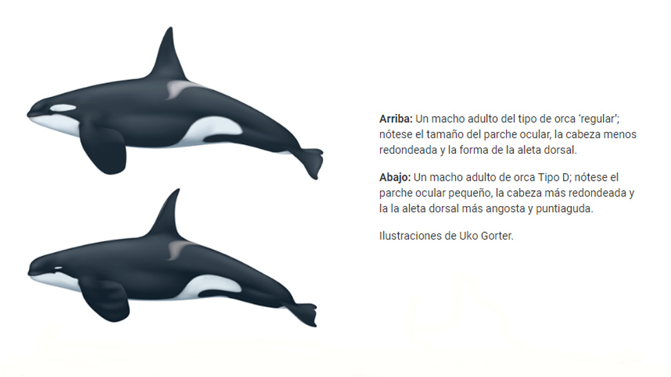 Comparación de una orca común con una orca tipo D