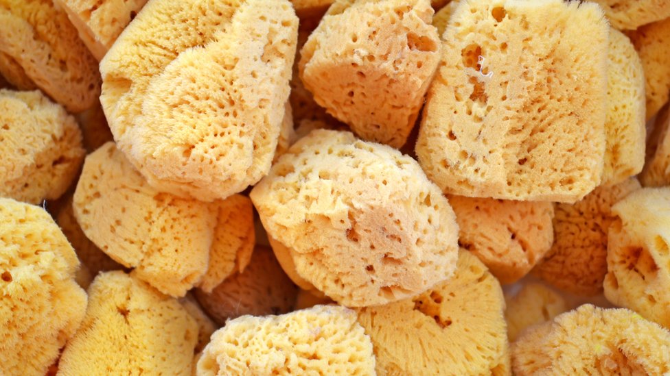 Las esponjas marinas se secaban al sol. Esponja marina