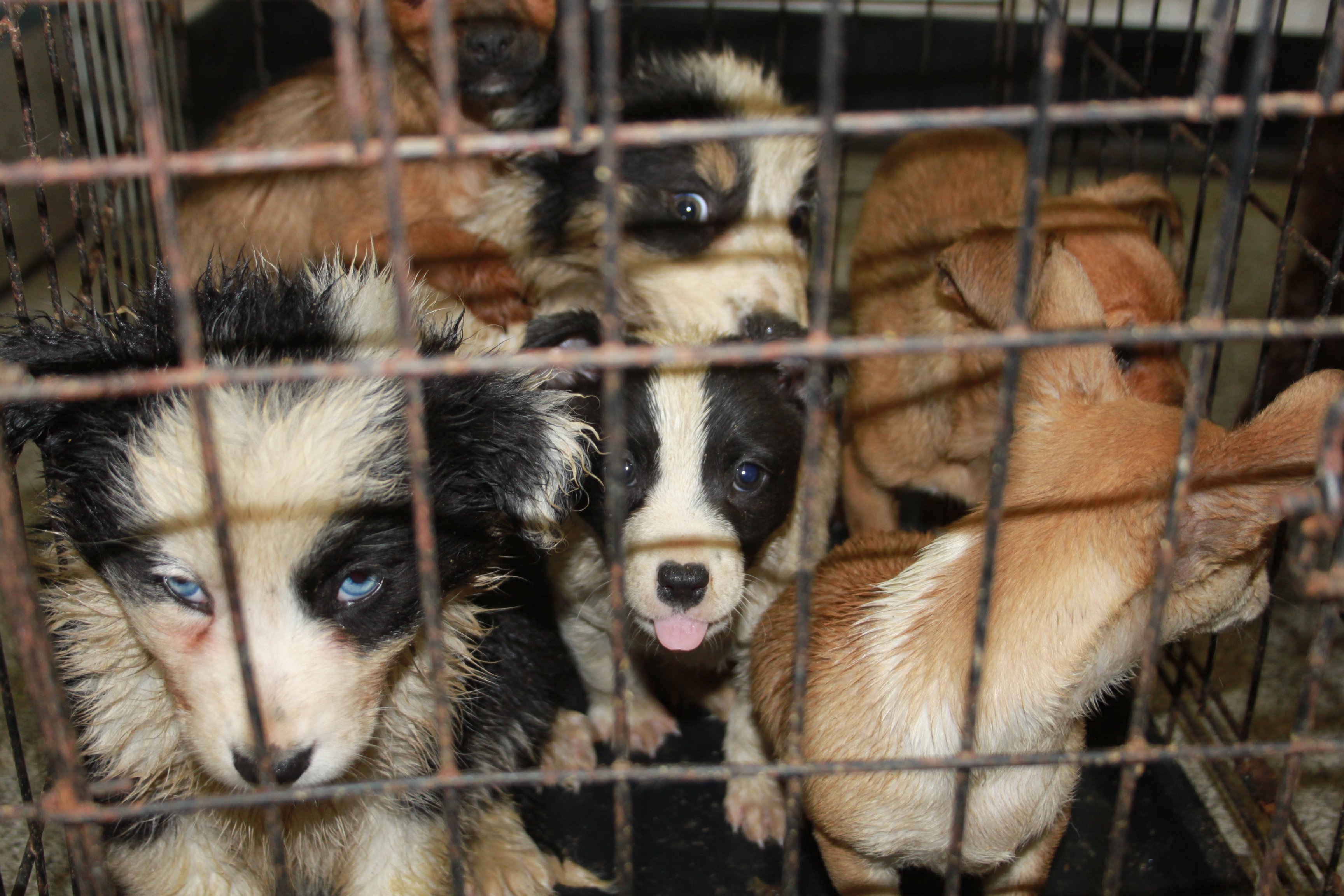 Puppy farming reports increase almost 
