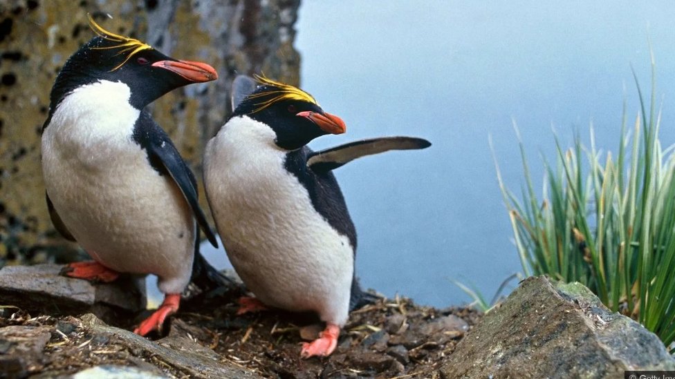Poznato je da kod pingvina postoje blisko vezani istopolni parovi