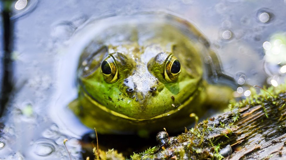 Invasive species bullfrog and snake cost world $16bn - study