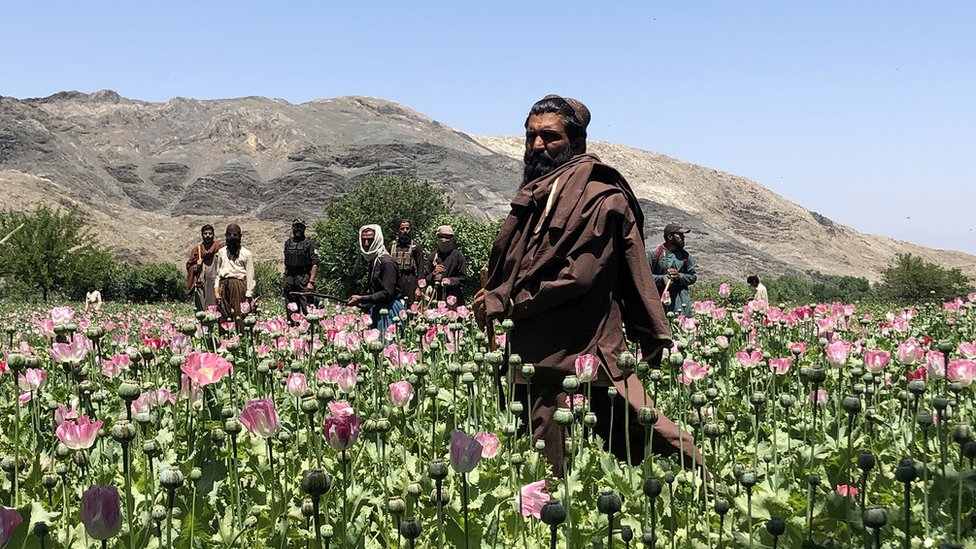 طالبان تدمر رؤوس الخشخاش في منطقة جبلية