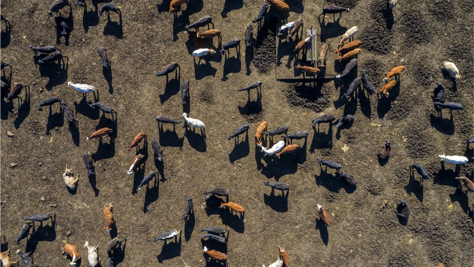 Коровы с дрона