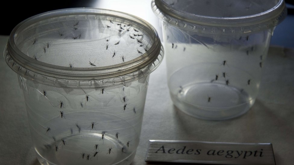 Комары Aedes aegypti в контейнерах в лаборатории Института биомедицинских наук Университета Сан-Паулу 8 января 2016 года в Сан-Паулу, Бразилия.
