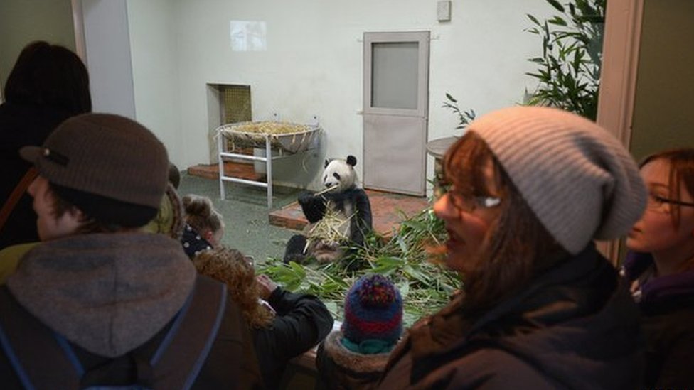 Posetiocu su bili zainteresovani da vide pande u edinburškom zoološkom vrtu