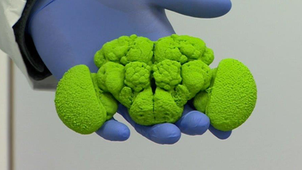 Модель мозга плодовой мушки - на 50 000 больше, чем оригинал