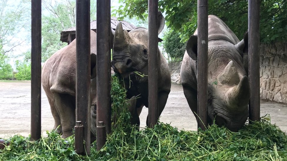 Трое из пяти черных носорогов выпущены в Руанду