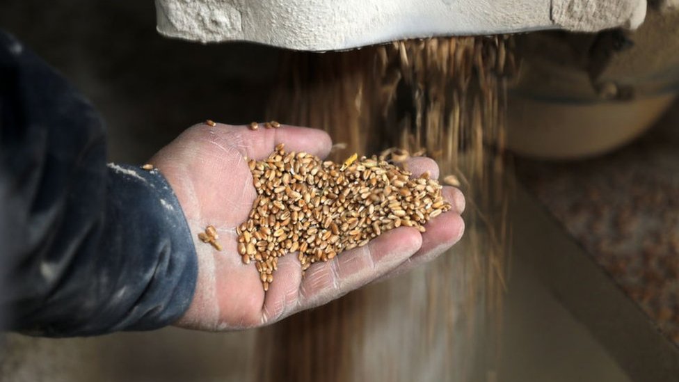 Un trabajador de un silo sostiene granos en su mano.