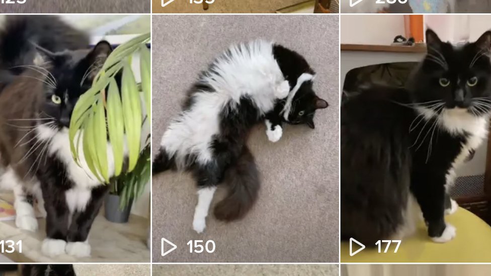 TikTok tracked UK journalist via her cat's account