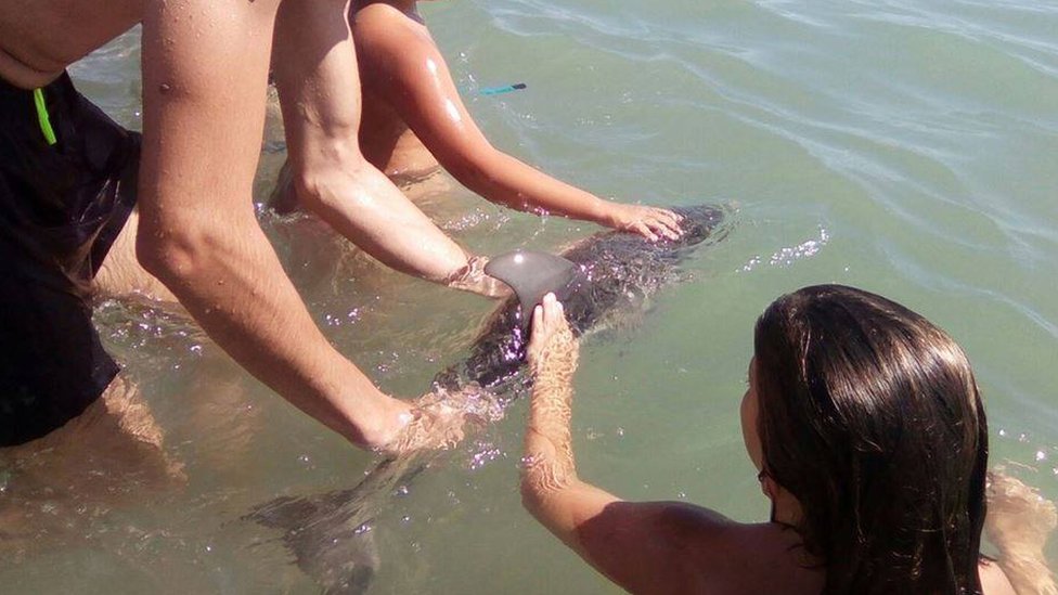 Baby dolphin allegedly dies after man from Florida picks it up for photo