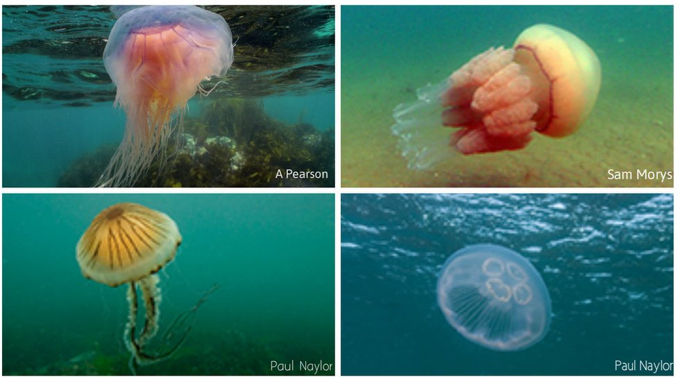 Stinging jellyfish spotted on Scots beaches - BBC News