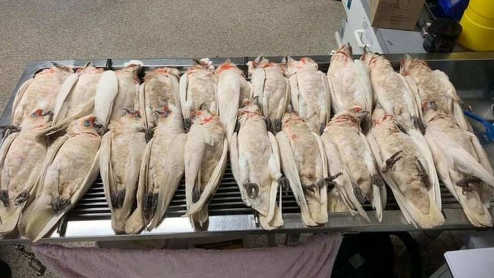 apt knus stærk Australia corella deaths: Dozens of birds found in suspected poisoning -  BBC News
