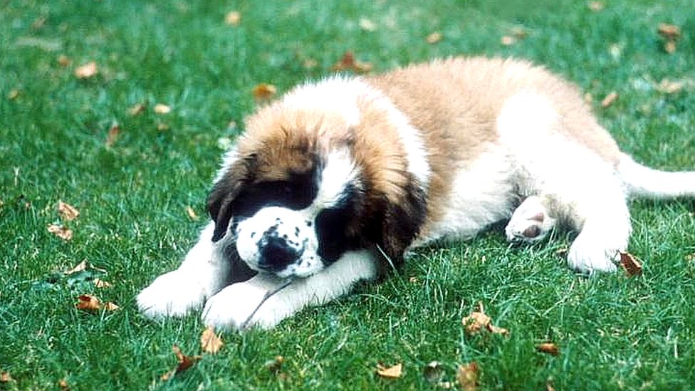 spca st bernard