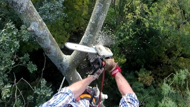 Man using chain saw to cut tree branches
