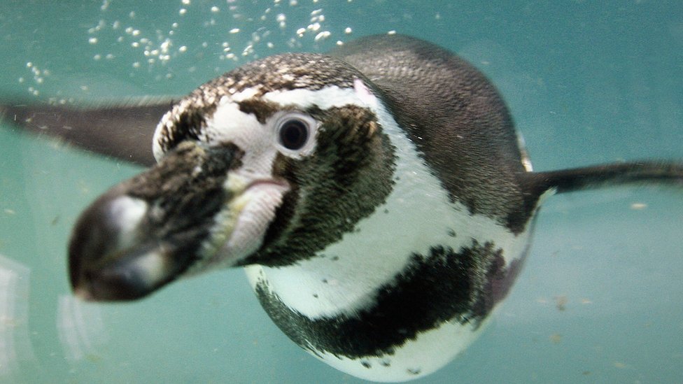 Pingüino de Humboldt nadando hacia la cámara.