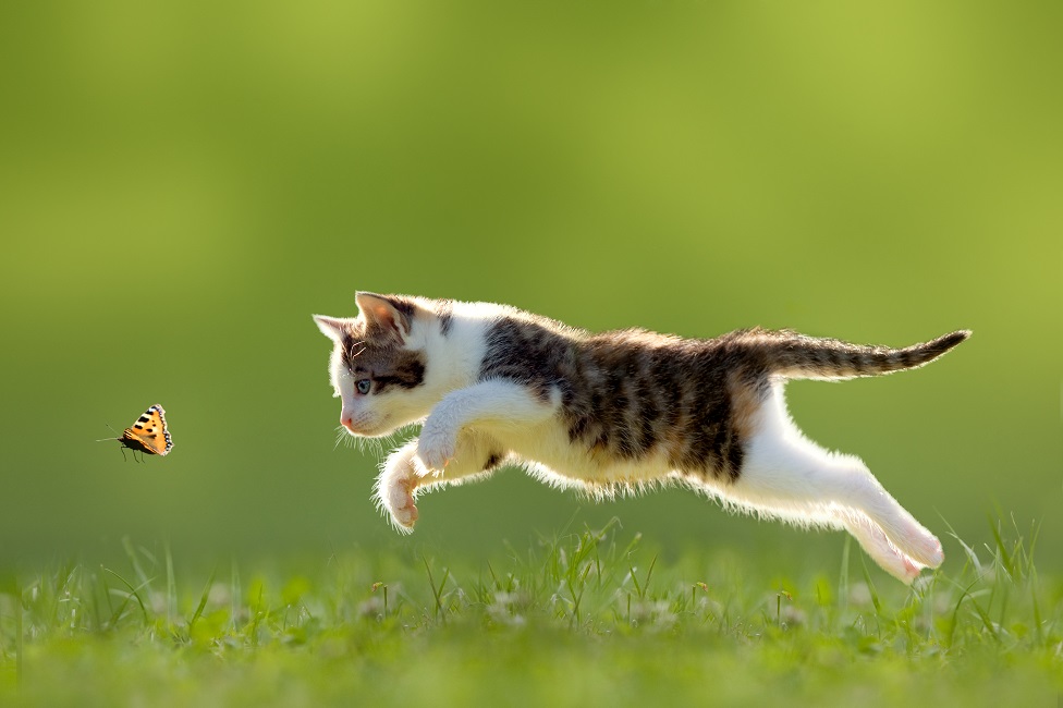 mačka na travi