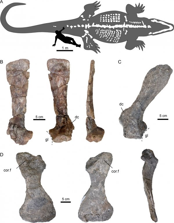 Недатированный раздаточный лист информационного листа, показывающий структуру костей древнего каймана Purussaurus mirandai