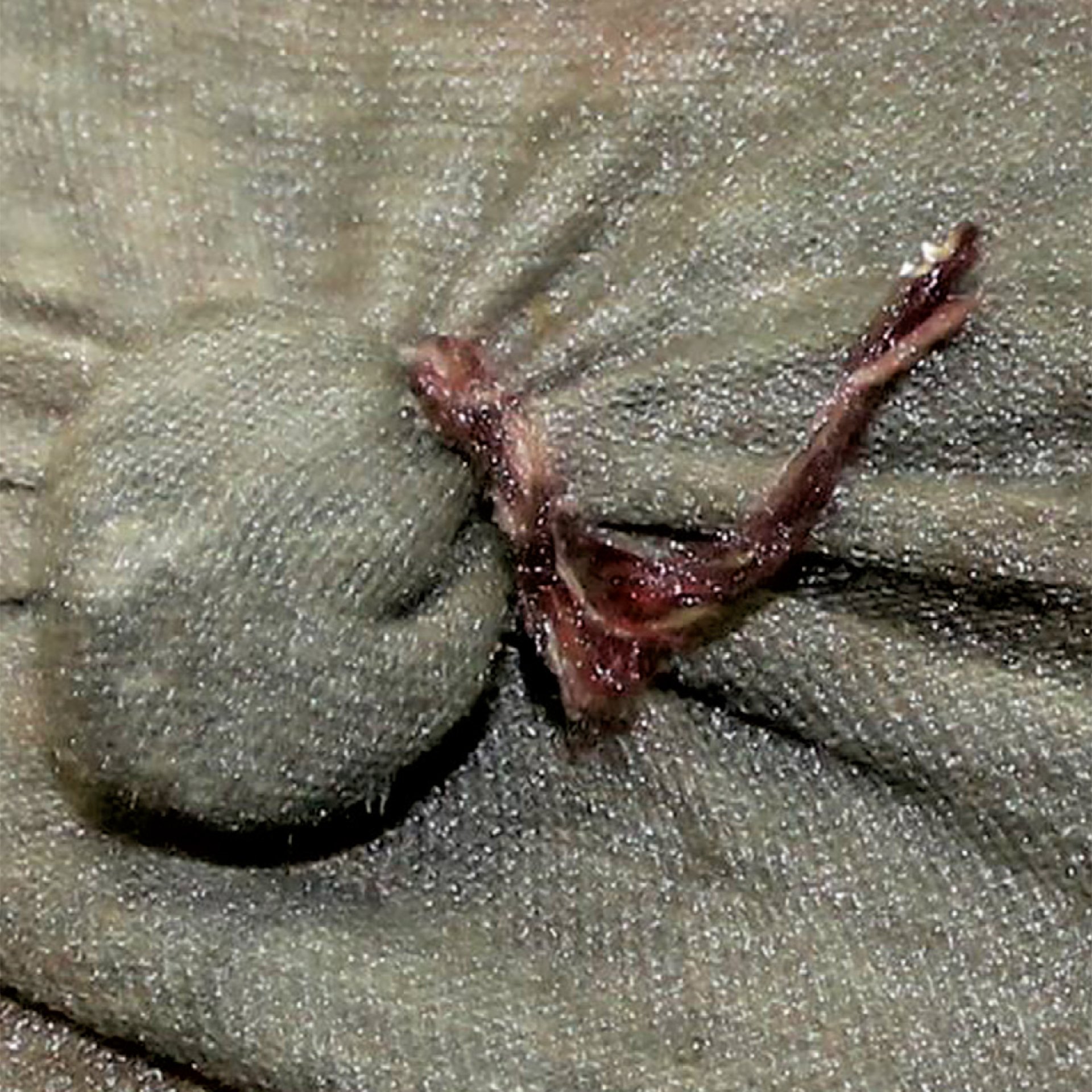 This tiny pouch of soil was tied into an Eritrean migrant's shirt