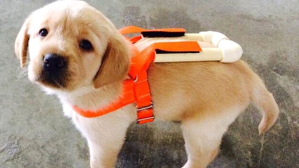 Golden Retriever Puppy Harness | vlr.eng.br