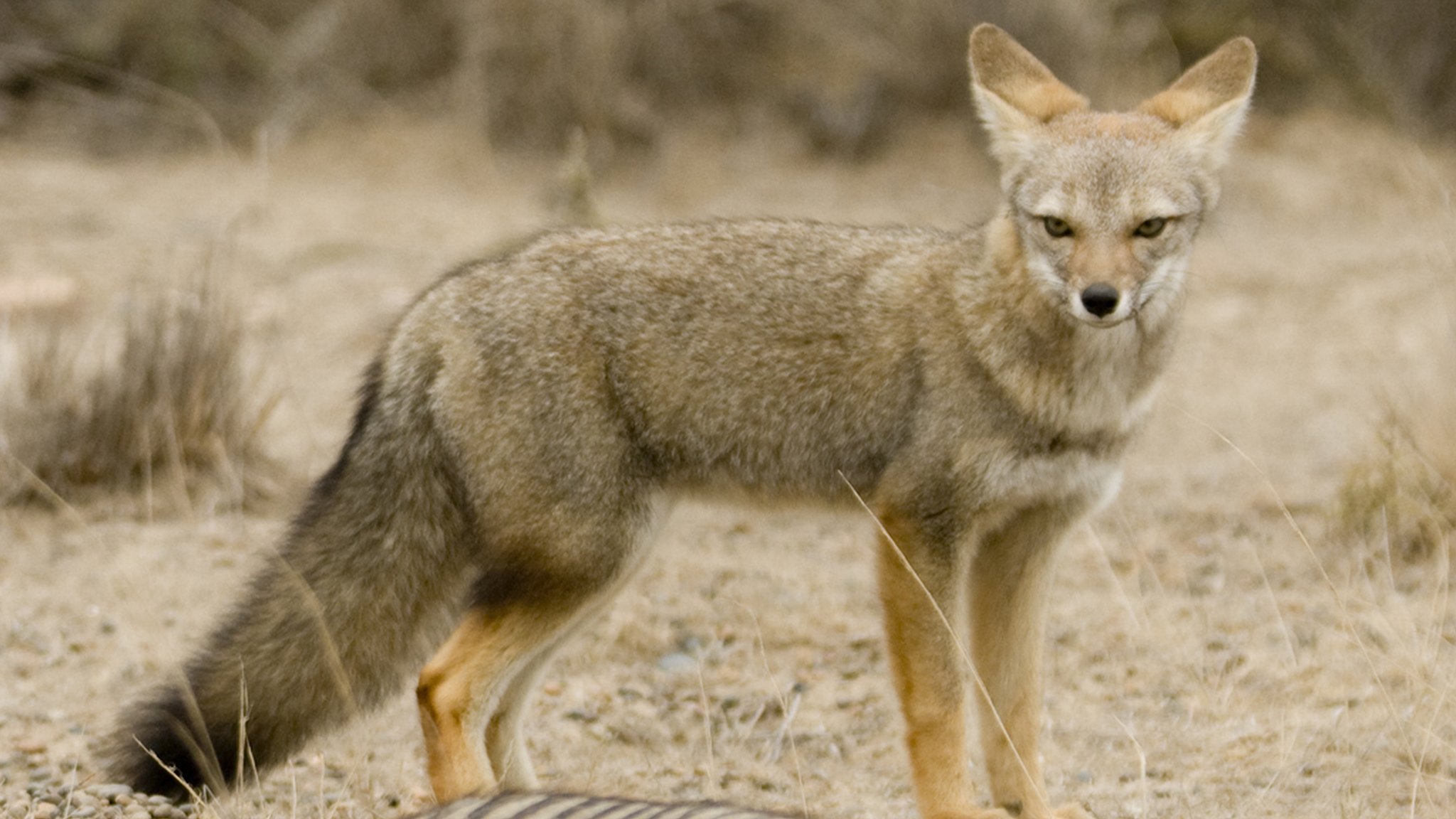 Was an extinct fox once mans best friend?