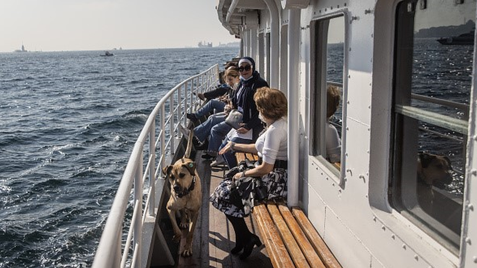 Boji the street dog wanders around on a ferry in Istanbul